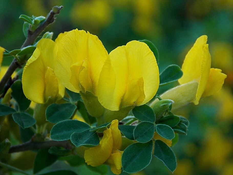 Карагана древовидная ареал