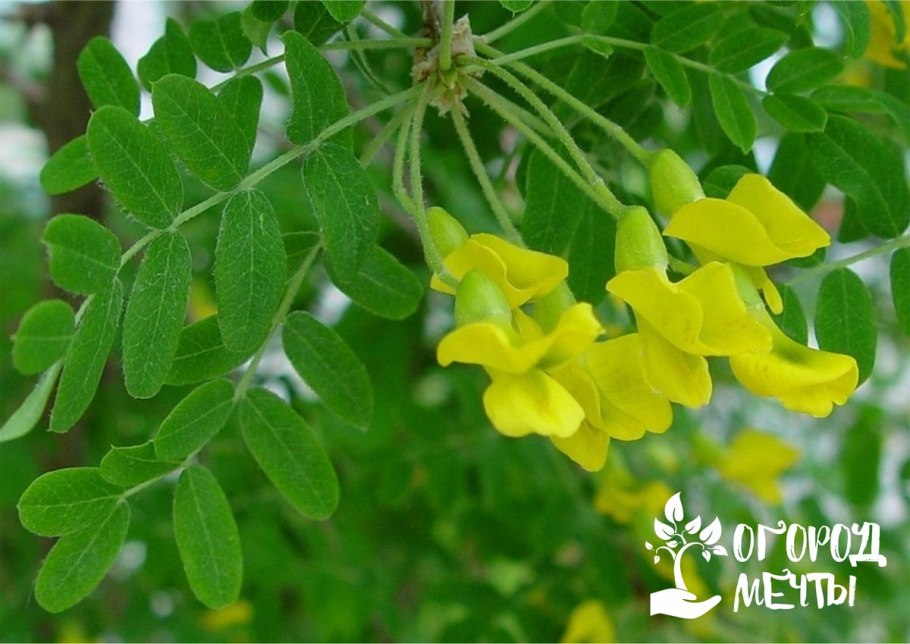 Акация на Алтае