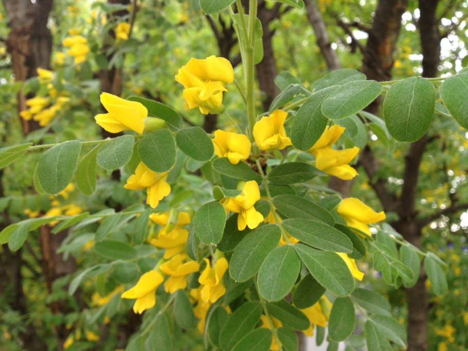 Акация Мимоза