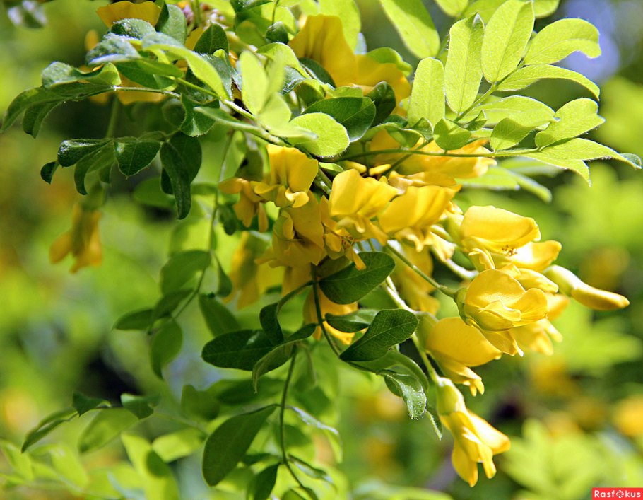 Caragana microphylla