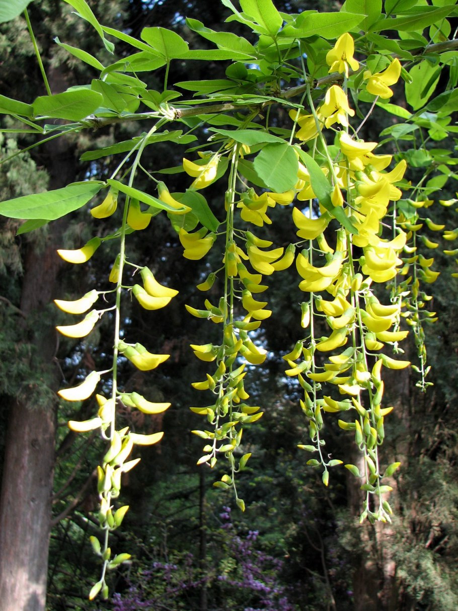 Акация подалириелистная (Acacia podalyriifolia)