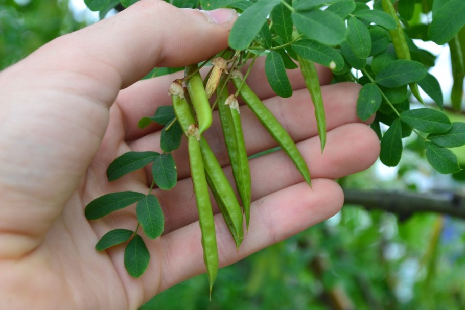 Карагана древовидная цветок