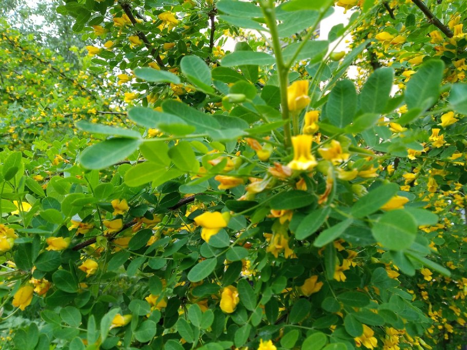 Карагана мелколистная