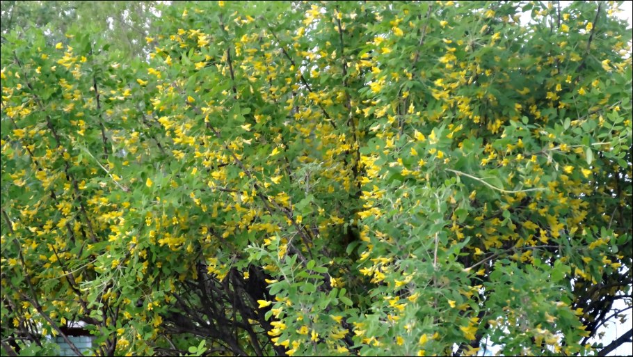 Caragana aurantiaca