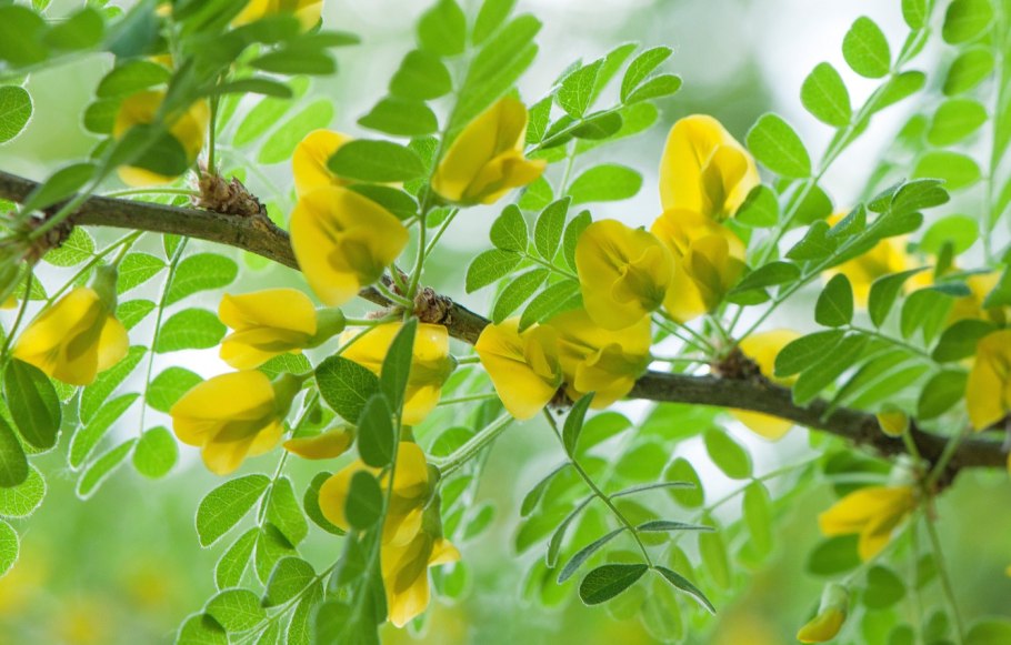 Карагана древовидная Лорберги