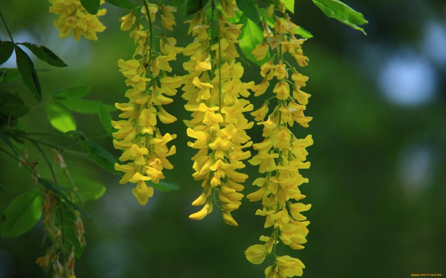 Цветы акации желтой