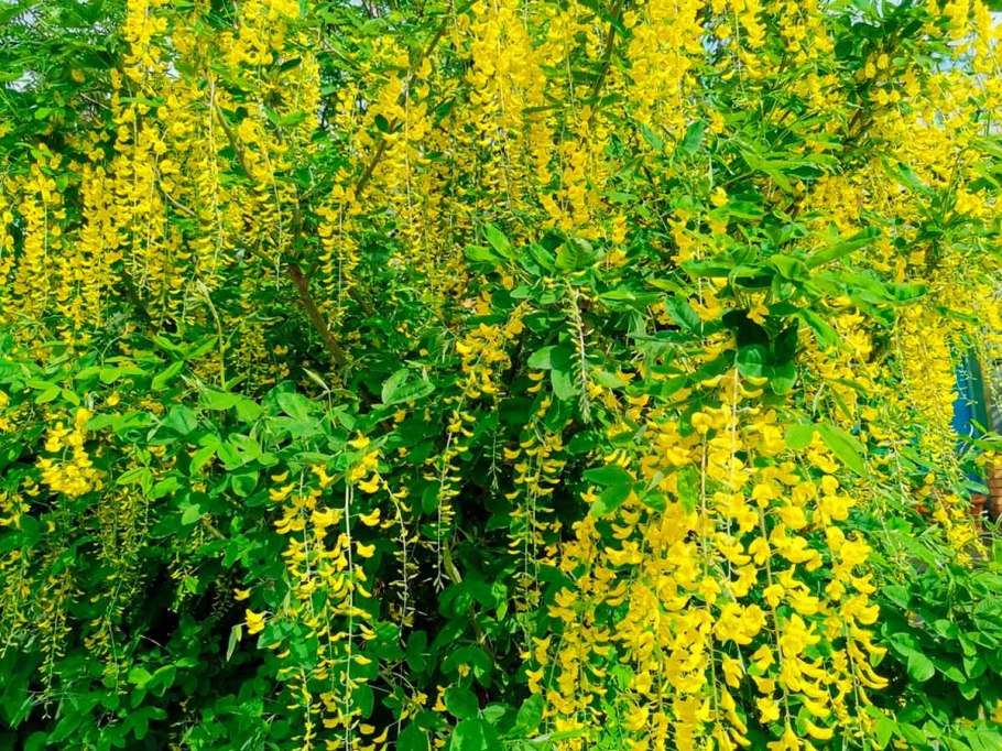 Акация Сибирская Карагана древовидная