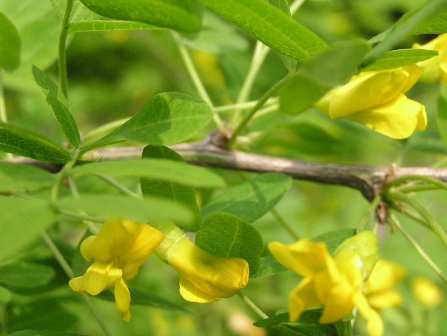 Карагана древовидная газоустойчивость