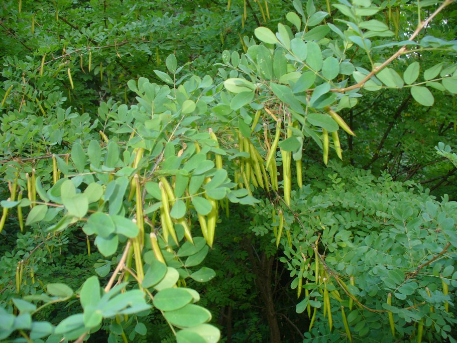 Карагана древовидная Caragana arborescens lam.