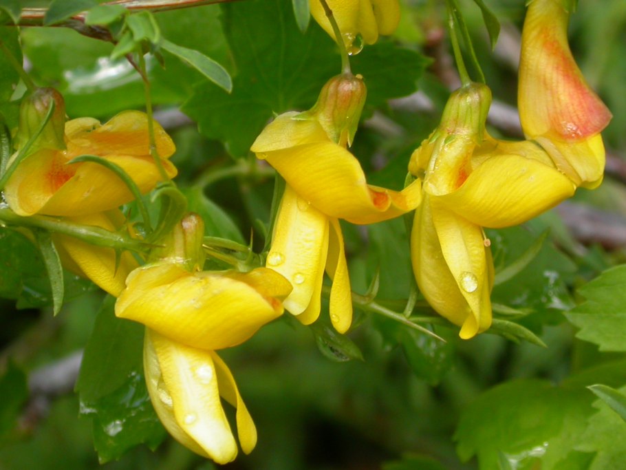 Карагана мелколистная