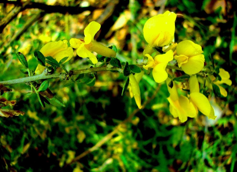 Акация желтая стебель