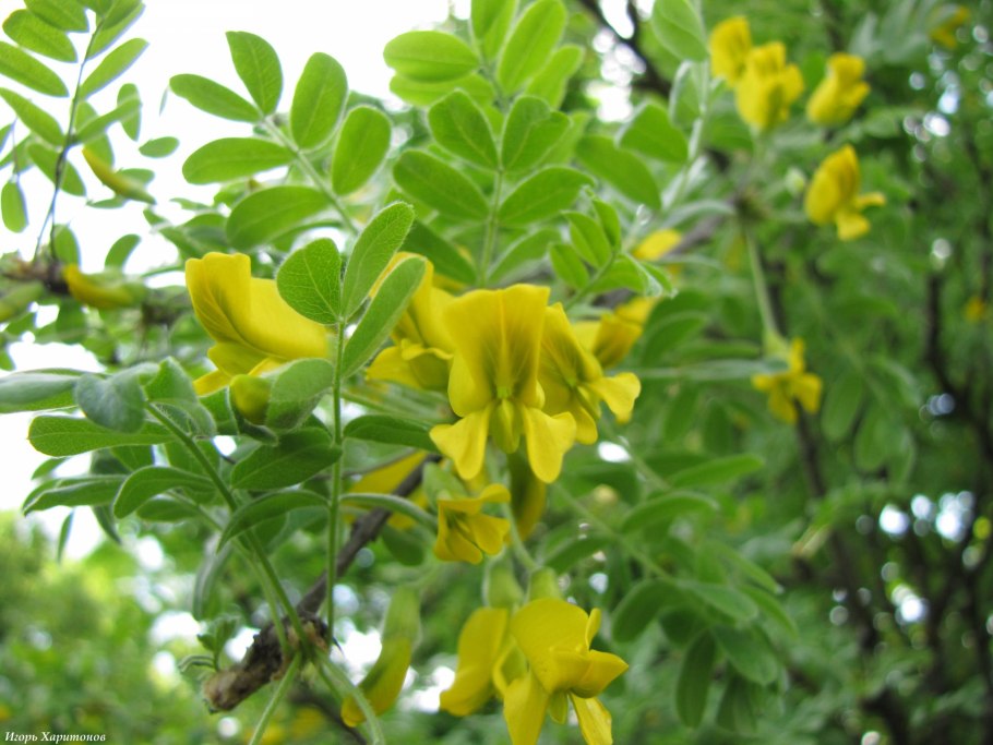 Карагана древовидная ареал