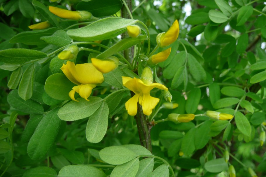 Карагана многолистная