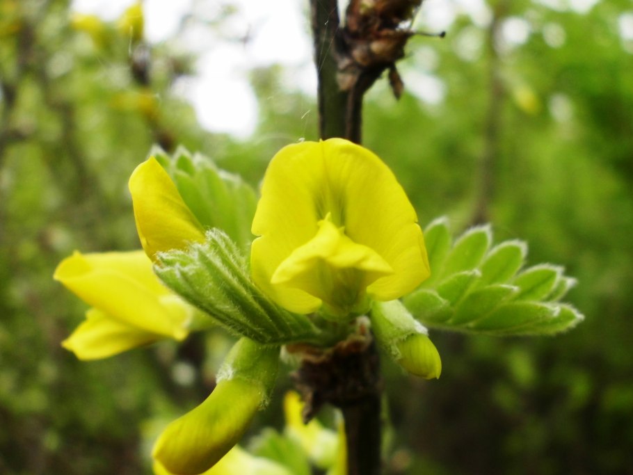 Карагана древовидная (Caragana arborescens) с3 60-80