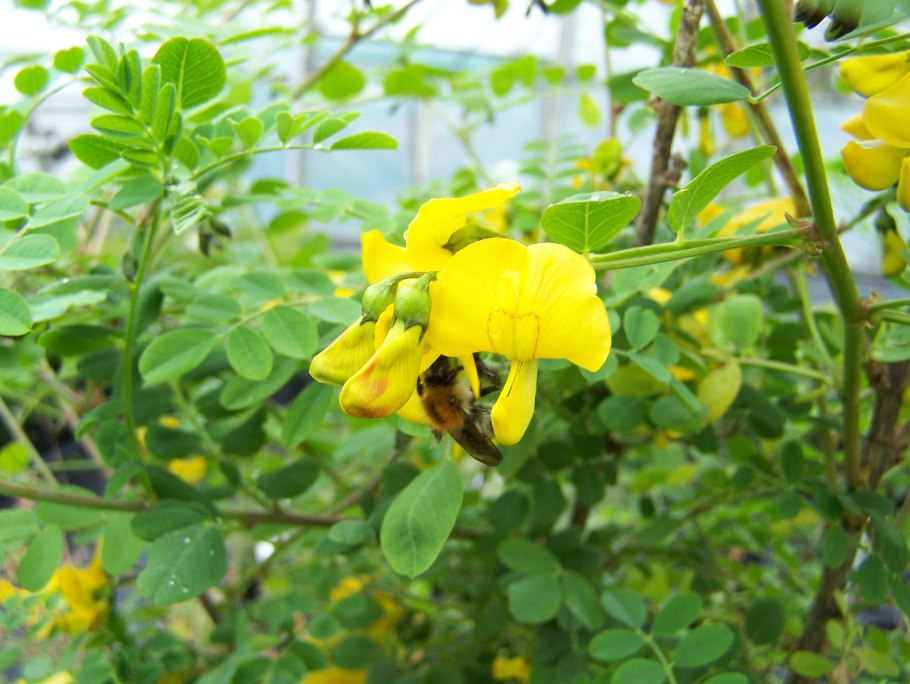 Карагана Чилига