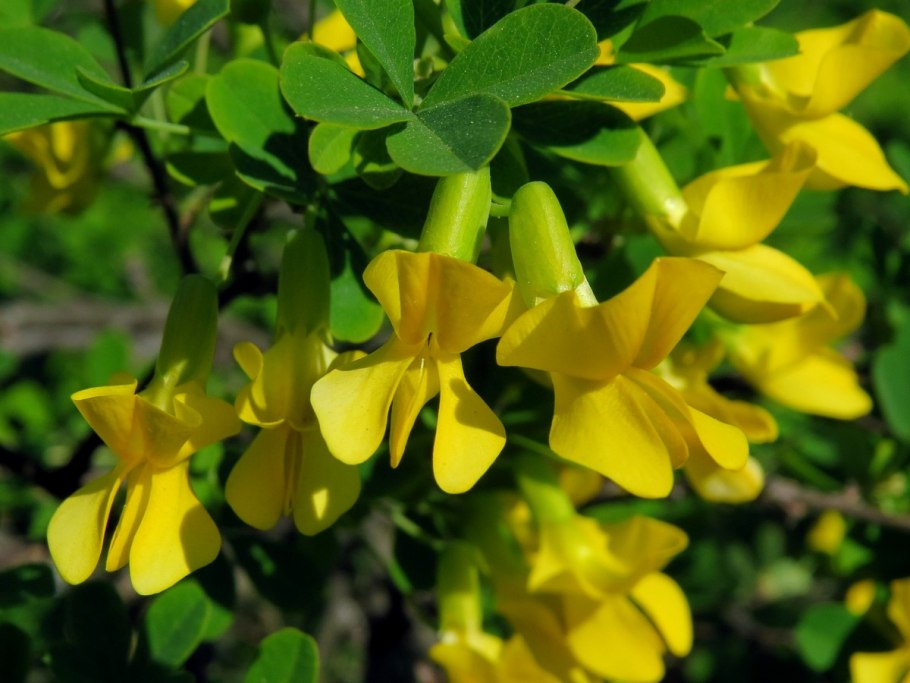 1.Карагана древовидная Сaragana arborescens