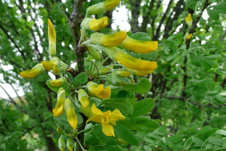 Акация желтая карагана древовидная