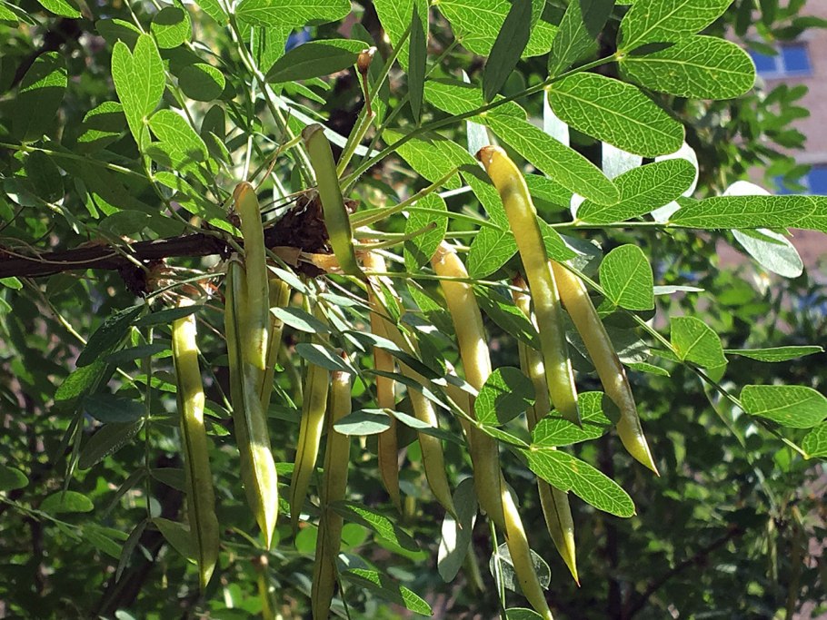 Карагана древовидная стручки