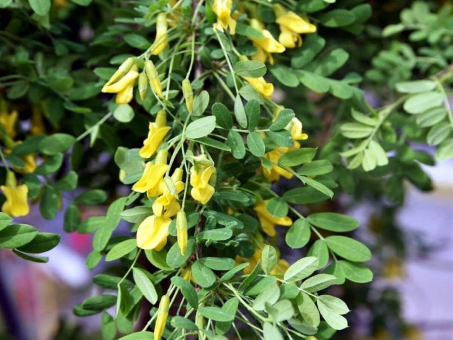 Карагана акация древовидная caragana arborescens