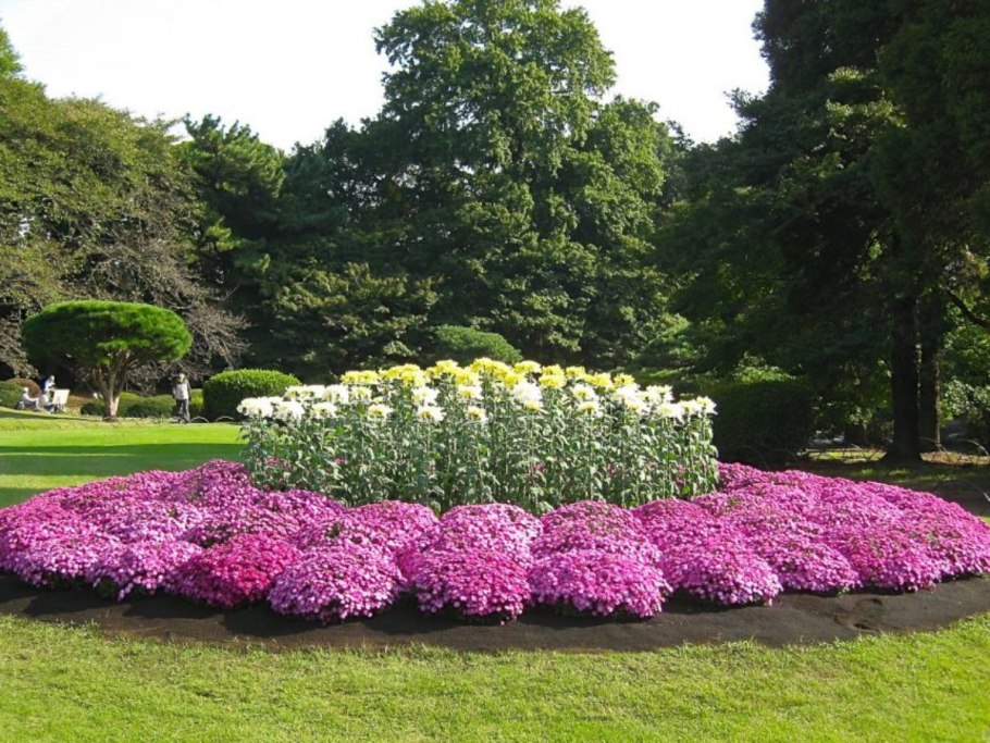 Очиток Видный (Sedum spectabile &#96;Carmen&#96;)