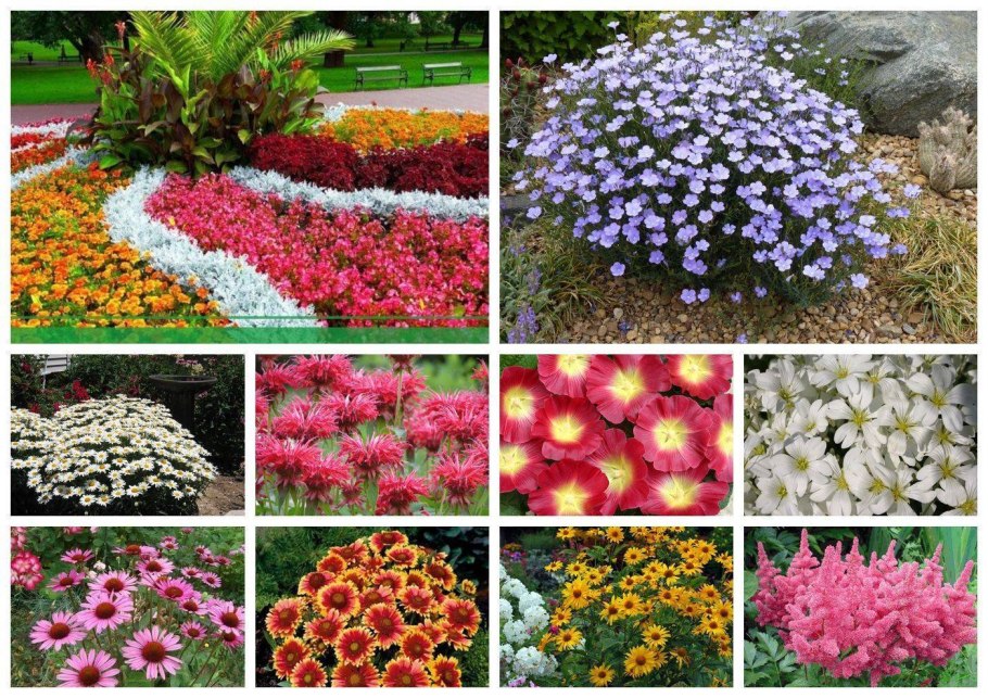 Ваточник клубневой