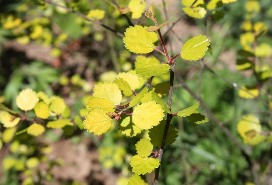 Береза повислая Юнги Betula pendula Youngii