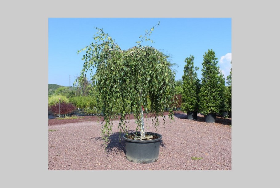 Береза приземистая Betula humilis