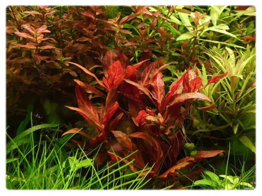 Альтернантера рейнеки розанервиг