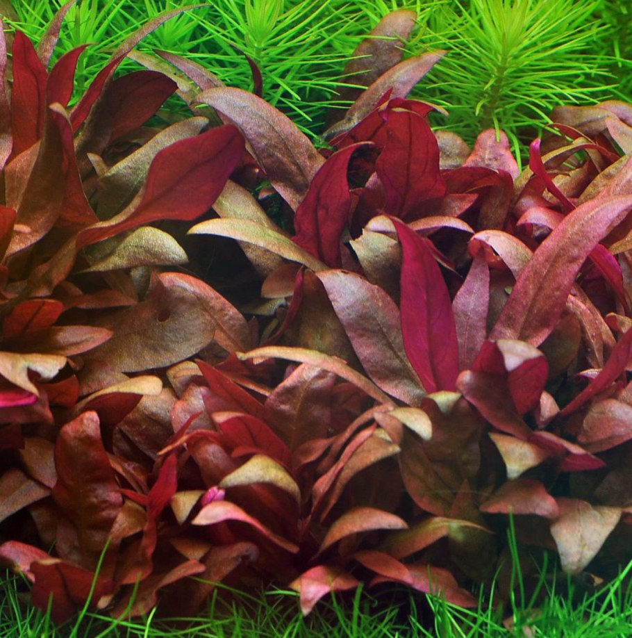 Альтернантера металлика