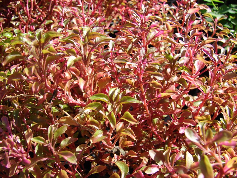 Альтернантера Амоена