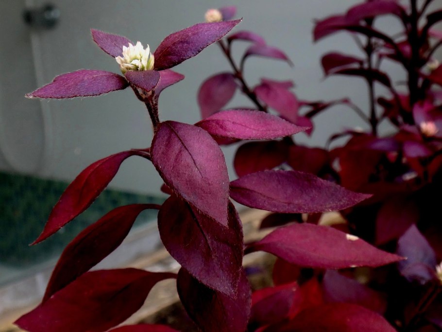 Alternanthera Amoena