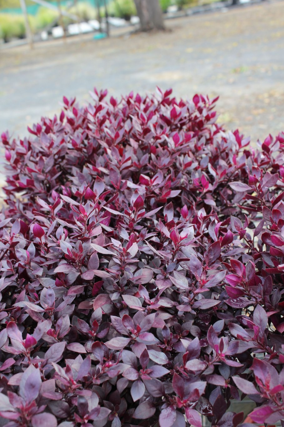 Альтернантера Лилацина