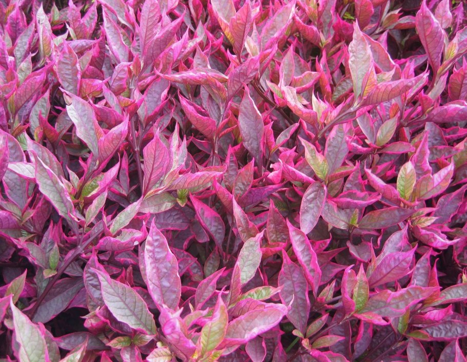 Альтернантера прелестная