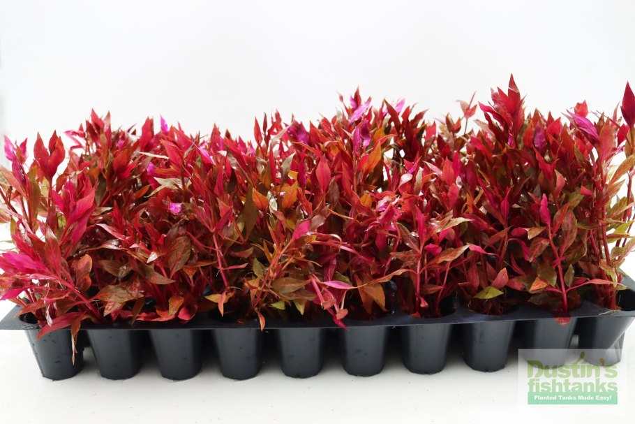 Альтернатера кардинальская