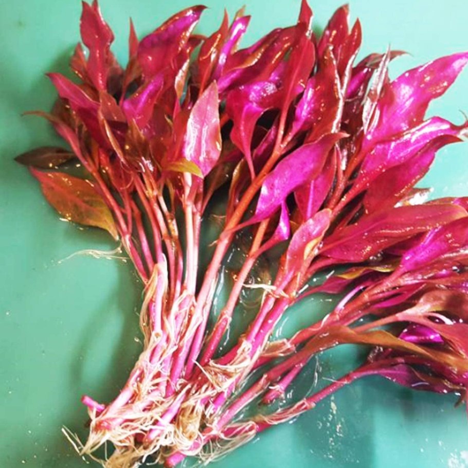 Альтернантера Purple Prince