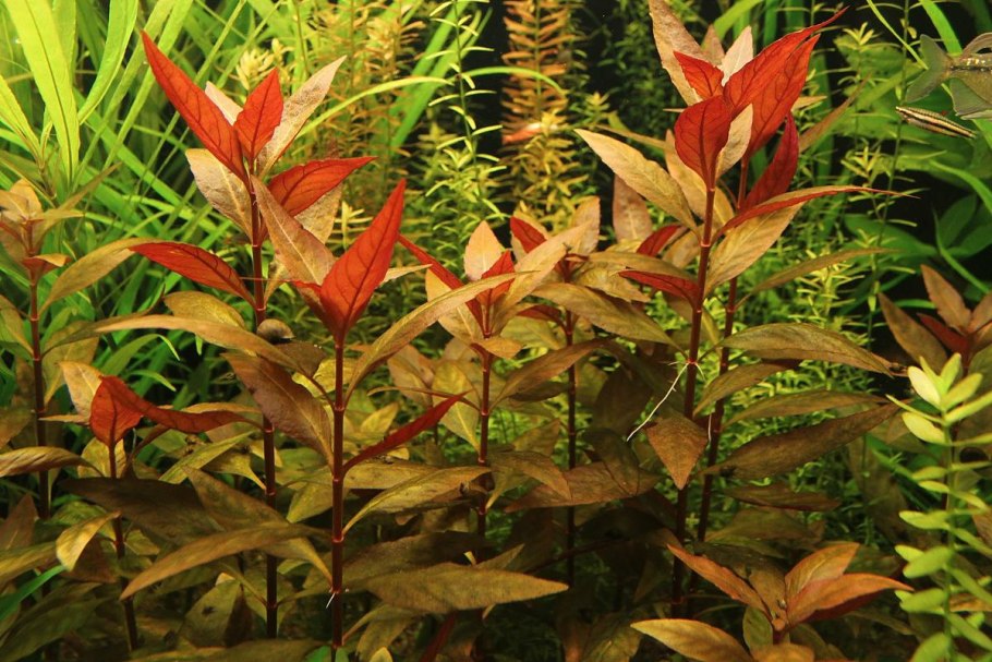 Альтернантера золотистая