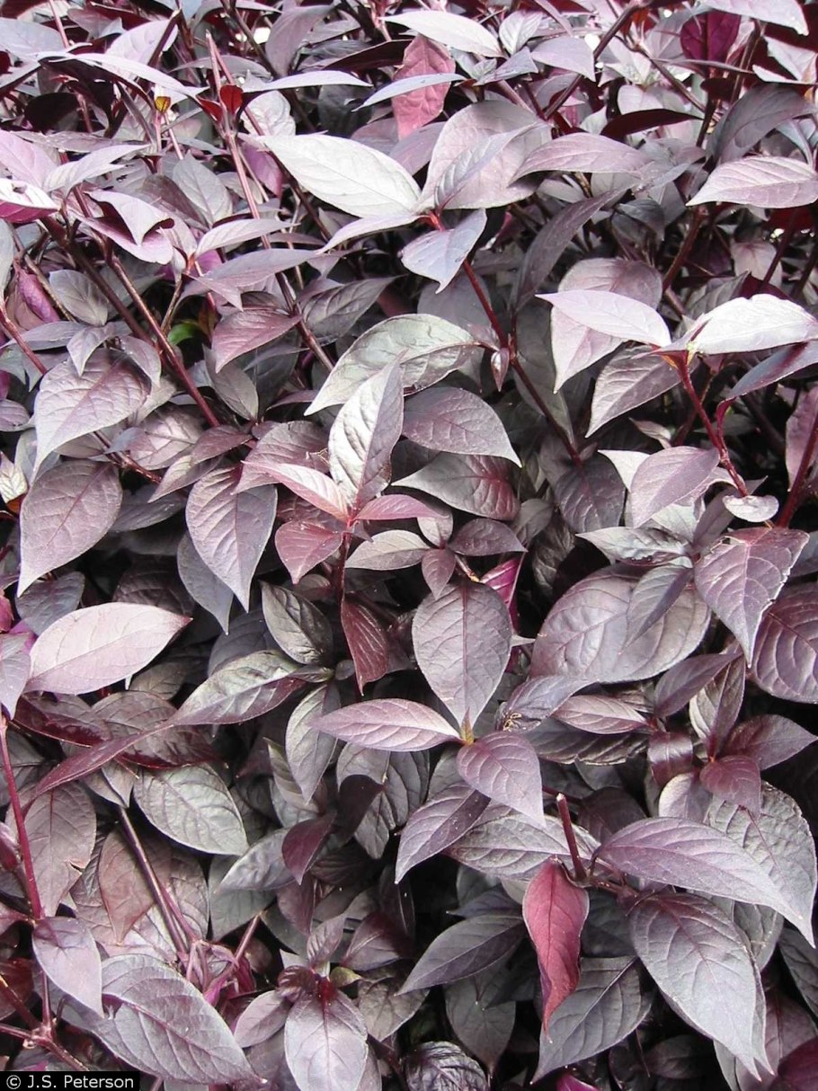 Альтернантера бетзикиана красная