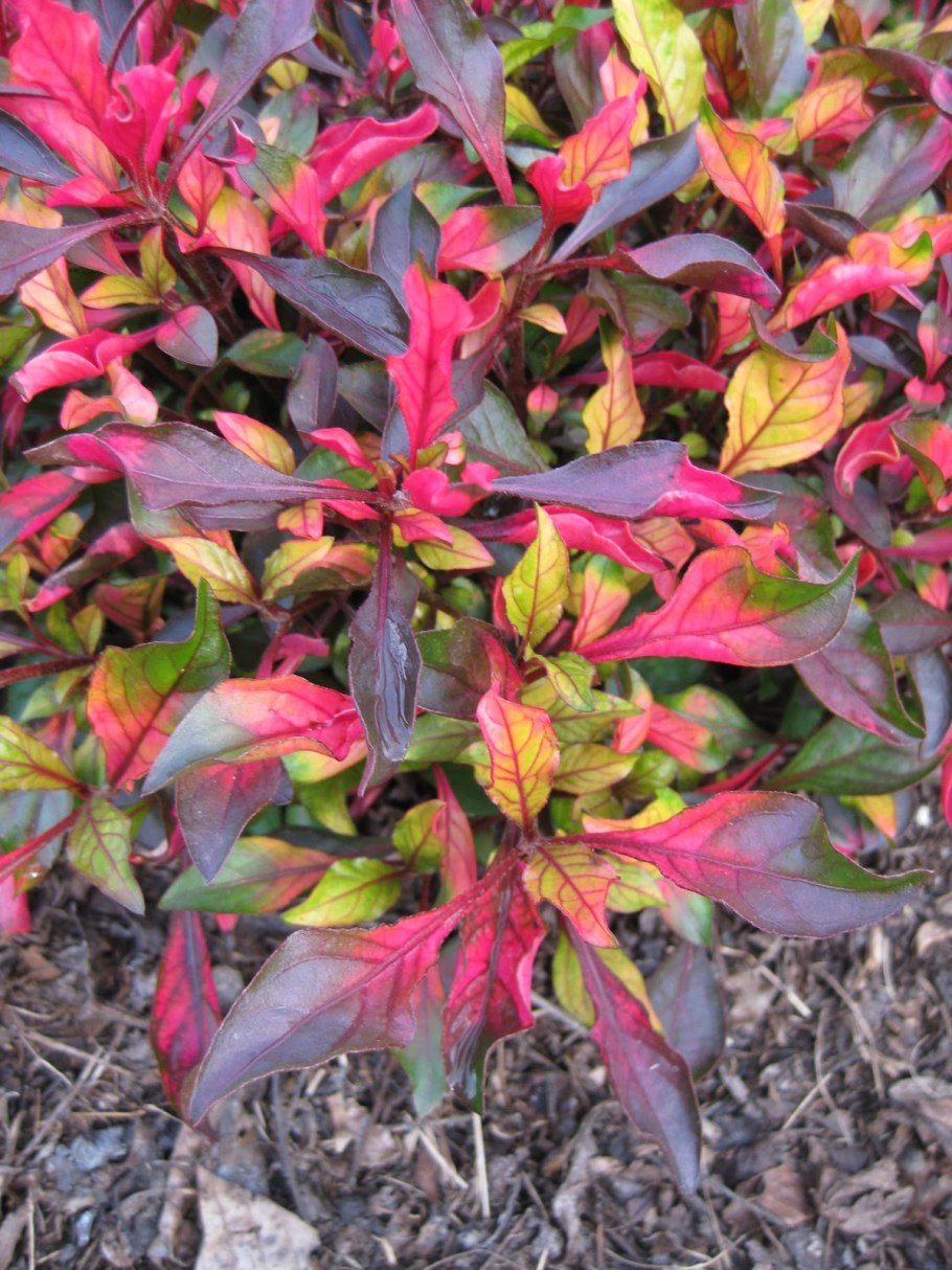 Альтернантера Бетцика