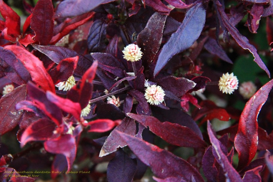 Альтернантера Пурпл кнайт