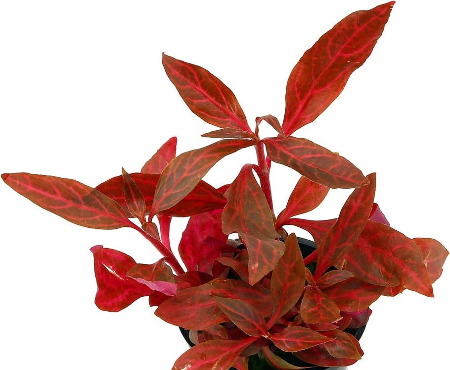 Альтернантера Рейнека