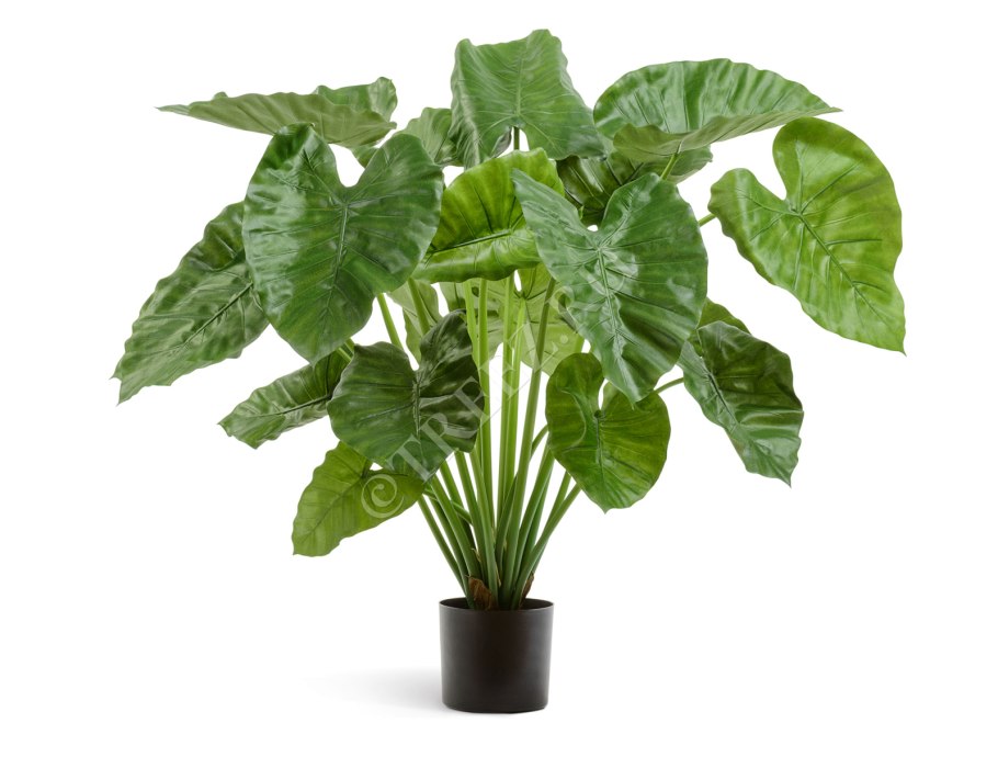 Алоказия Амазоника