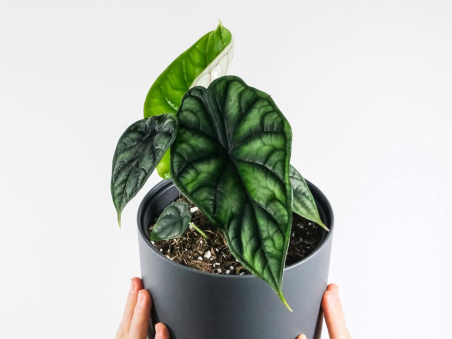 Алоказия Амазонская в природе