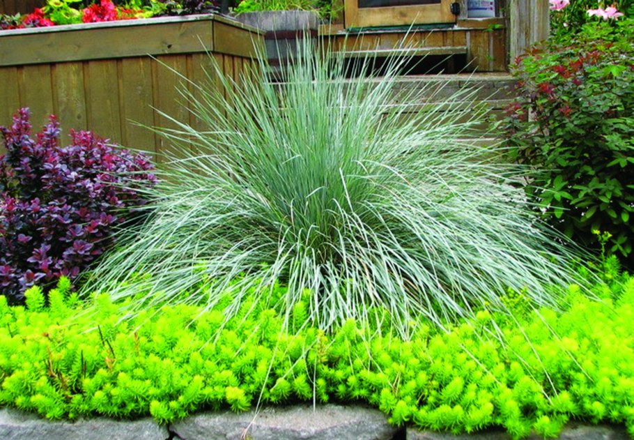 Будра плющевидная в газоне