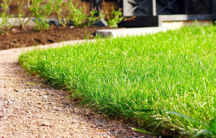 Taraxacum officinale листья