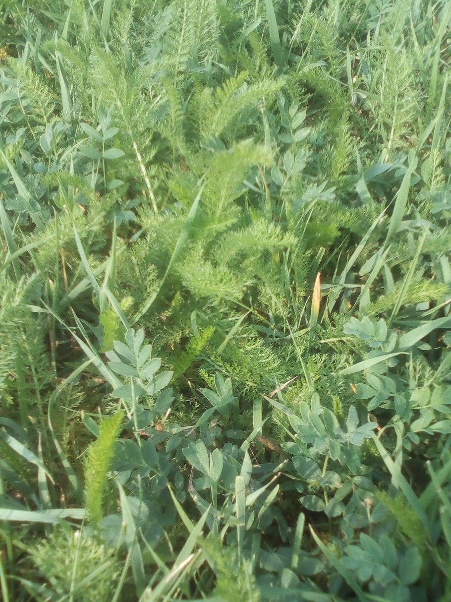 Одуванчик полевой обыкновенный