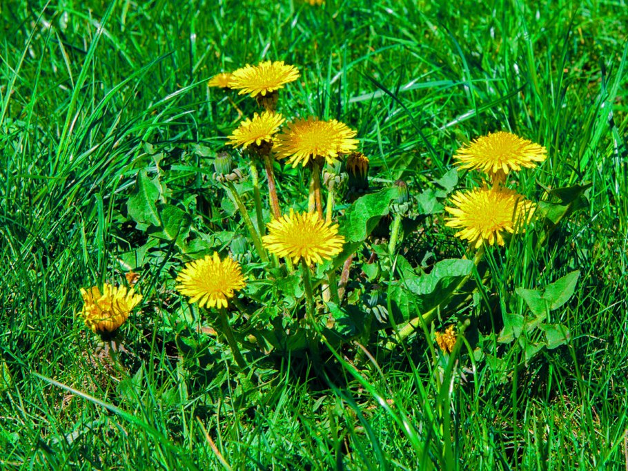 Барвинок малый (Vinca Minor &#96;Bowles variety&#96;)