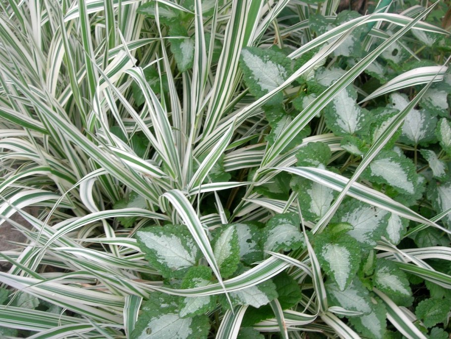 Сорняк брицца