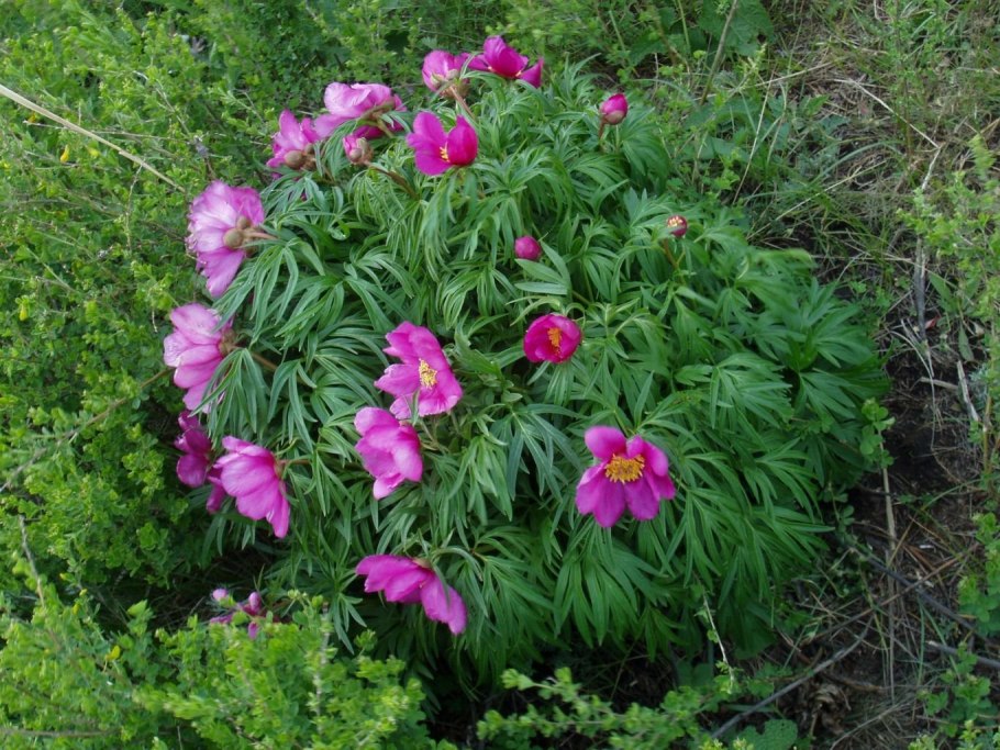 Пион Стрелецкий в степи