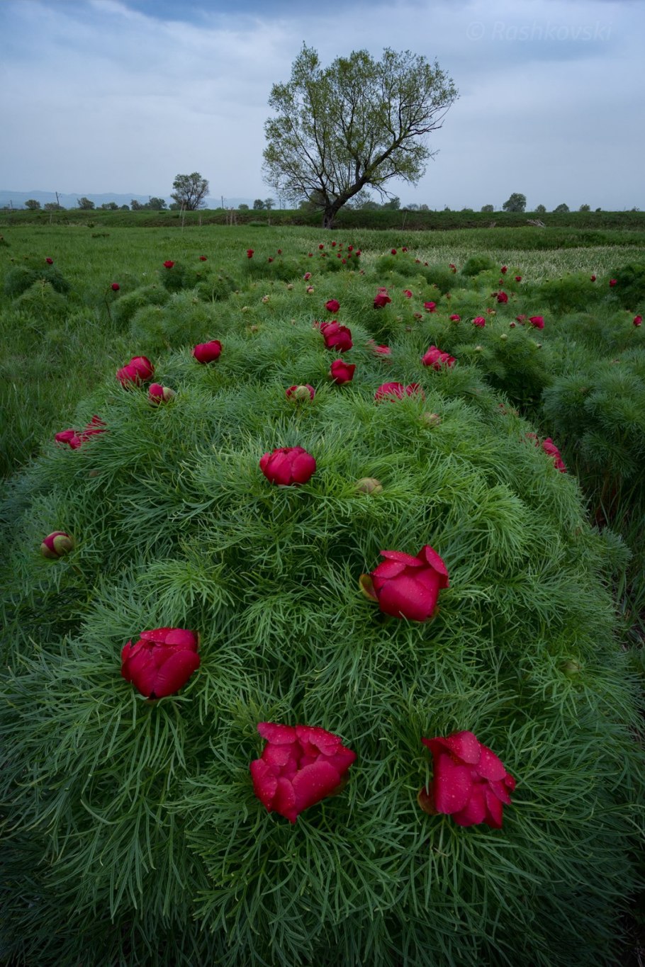 Пион тонколистный Воронец