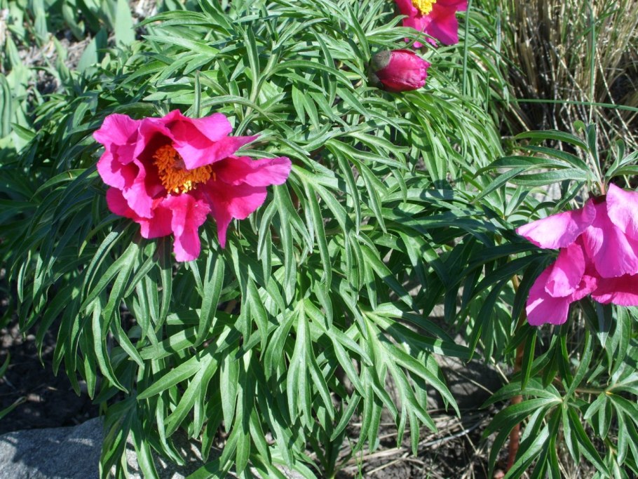 Пион гибридный (Степной) (Paeonia hybrida)